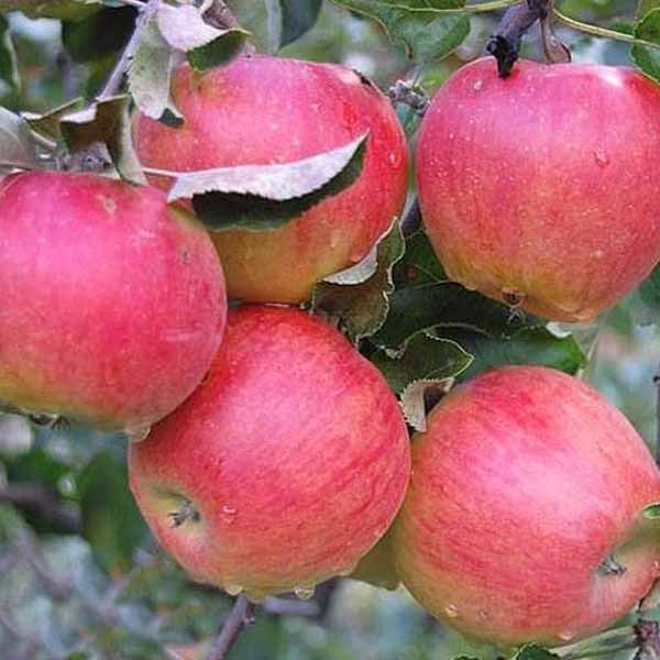 Яблуня Прима